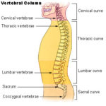 Spine Mechanics