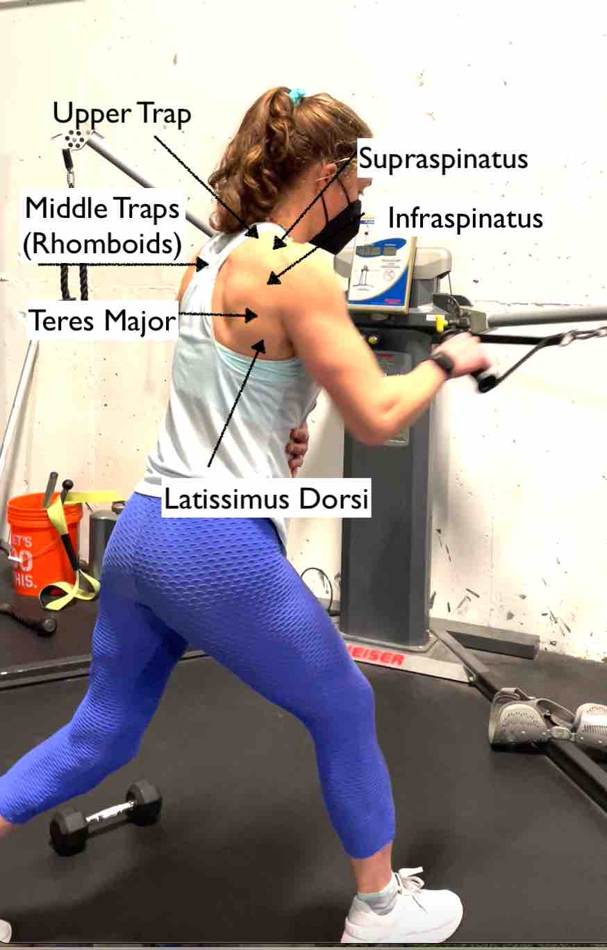 https://powerhousephysio.com/wp-content/uploads/2022/02/1-Arm-Row-Superficial-Back-Muscles.jpg