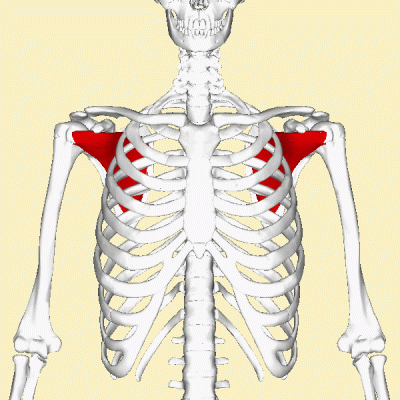 Subscapularis_muscle_animation3